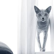 Afbeeldingsresultaat voor katten