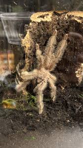 Attēlu rezultāti vaicājumam “Polypogon tentacularius male”