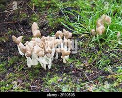 Attēlu rezultāti vaicājumam “Helvella elastica”