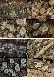 Attēlu rezultāti vaicājumam “Hyaloscypha hyalina”