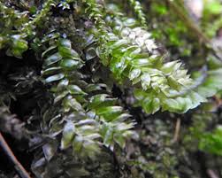 Attēlu rezultāti vaicājumam “Plagiothecium latebricola macro”