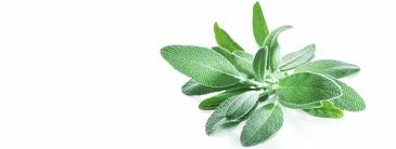 Image result for Salvie