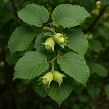 Attēlu rezultāti vaicājumam “Corylus avellana leaf”