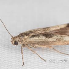 Attēlu rezultāti vaicājumam “Scythris limbella”