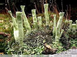 Attēlu rezultāti vaicājumam “Cladonia deformis”