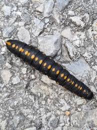 Attēlu rezultāti vaicājumam “Cucullia lucifuga”