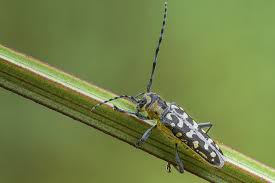 Attēlu rezultāti vaicājumam “Saperda scalaris”