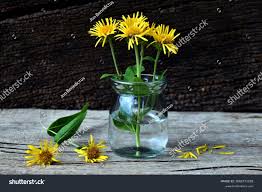 Attēlu rezultāti vaicājumam “Inula salicina bud”