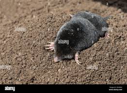 Attēlu rezultāti vaicājumam “Talpa europaea”