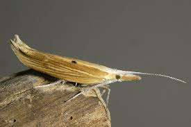 Attēlu rezultāti vaicājumam “Lyonetiidae”