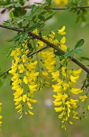 Image result for Laburnum anagyroides