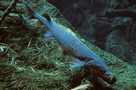 Image result for Acipenser fulvescens