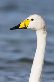 Attēlu rezultāti vaicājumam “Cygnus cygnus adult”