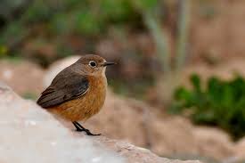 Image result for Phoenicurus moussieri