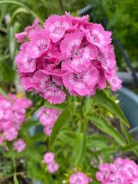 Attēlu rezultāti vaicājumam “Dianthus barbatus flower”