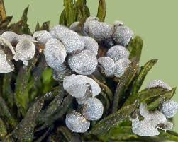 Attēlu rezultāti vaicājumam “Barbeyella minutissima macro”