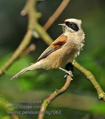 Attēlu rezultāti vaicājumam “Remiz pendulinus”