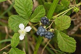 Attēlu rezultāti vaicājumam “Rubus caesius fruit”