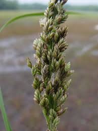 Attēlu rezultāti vaicājumam “Glyceria lithuanica”