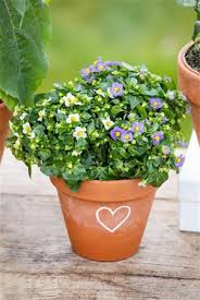 Image result for Exacum affine