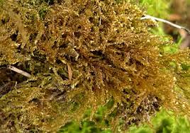 Attēlu rezultāti vaicājumam “Eurhynchium praelongum”