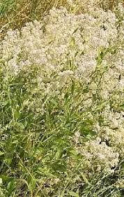 Attēlu rezultāti vaicājumam “Lepidium latifolium flower”