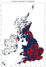 Attēlu rezultāti vaicājumam “Lecanora conizaeoides”