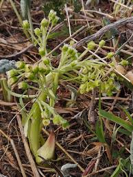 Attēlu rezultāti vaicājumam “Petasites spurius”