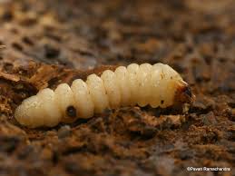 Attēlu rezultāti vaicājumam “Cerambycidae larva”