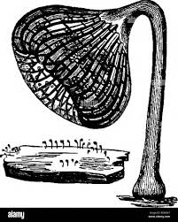 Attēlu rezultāti vaicājumam “Cribraria microcarpa spores”