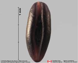 Attēlu rezultāti vaicājumam “Plantago lanceolata fruit”