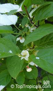 Attēlu rezultāti vaicājumam “Actinidia kolomikta”