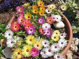 Image result for Mesembryanthemum criniflorum
