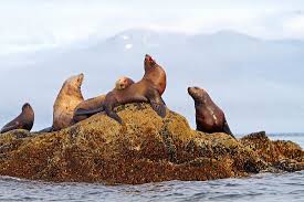 Image result for Eumetopias jubatus