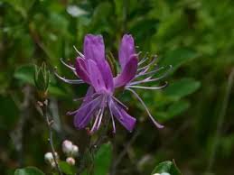 Attēlu rezultāti vaicājumam “Rhododendron canadense”