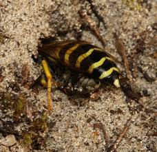 Attēlu rezultāti vaicājumam “Bembix rostrata”