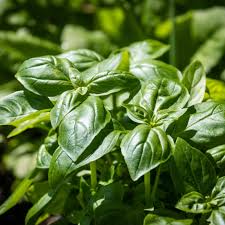 Image result for Basilikum