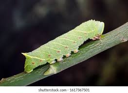Attēlu rezultāti vaicājumam “Laothoe populi larva”