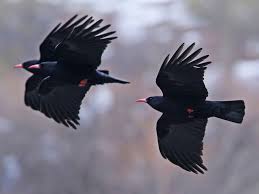 Image result for Pyrrhocorax pyrrhocorax