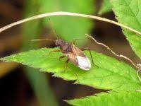 Attēlu rezultāti vaicājumam “Rhopalus maculatus”