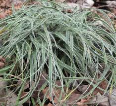 Attēlu rezultāti vaicājumam “Luzula pilosa leaf”