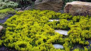Attēlu rezultāti vaicājumam “Sedum sexangulare flower”
