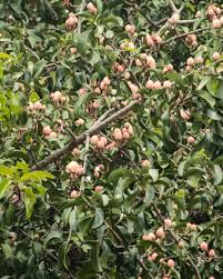 Attēlu rezultāti vaicājumam “Clusiaceae”