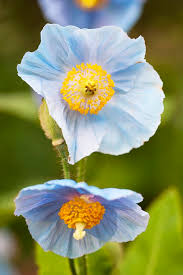 Image result for Meconopsis betonicifolia