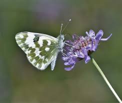 Attēlu rezultāti vaicājumam “Pontia edusa underside”