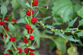 Attēlu rezultāti vaicājumam “Chenopodium foliosum fruit”