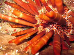 Attēlu rezultāti vaicājumam “Colloderma oculatum sessile”