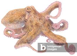 Image result for Octopus vulgaris