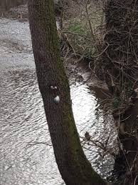 Attēlu rezultāti vaicājumam “Reticularia lycoperdon”
