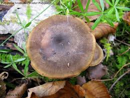 Attēlu rezultāti vaicājumam “Polyporus brumalis”